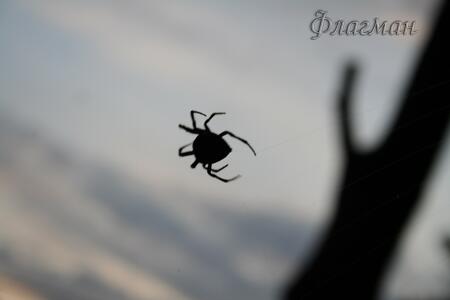 БВР 2009 природа