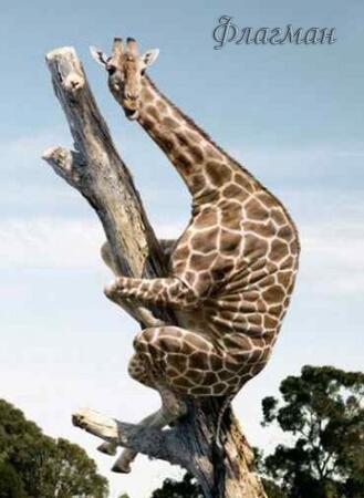 Жирафы