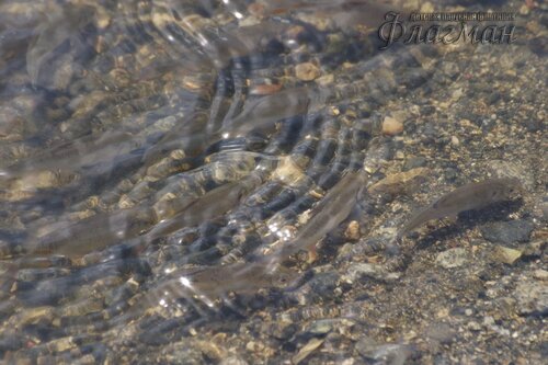 EOS 10D CMOS RAW IMAGE