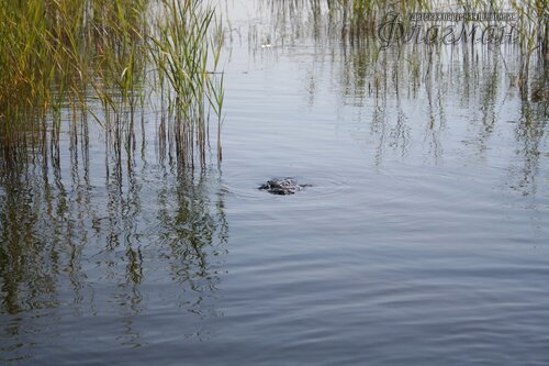 IMG_4125_r