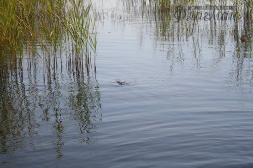 IMG_4127_r