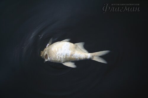 IMG_4202_r