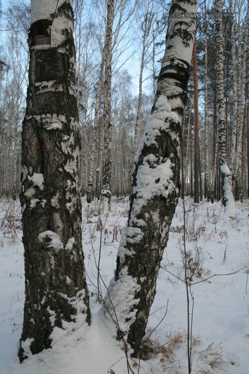 IMG_3213_r