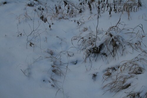 IMG_3215_r
