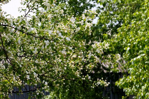 IMG_4316_r