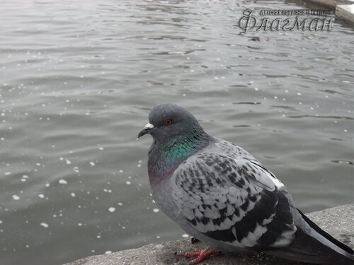 SAM_0430_r