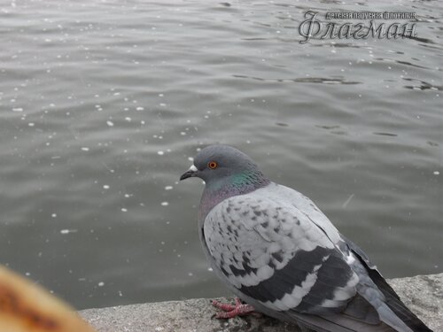 SAM_0431_r