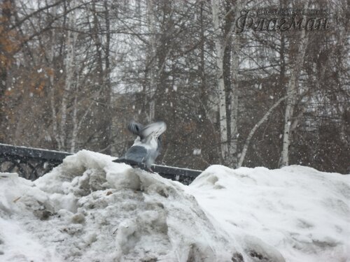SAM_0460_r