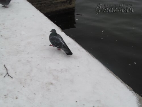 IMG_7809_r
