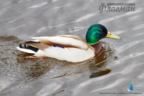 IMG_8652ob