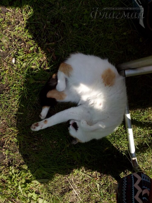 Берег весёлых Робинзонов 2017