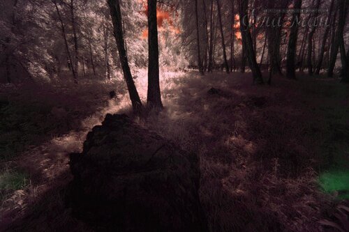 Берег весёлых Робинзонов 2017