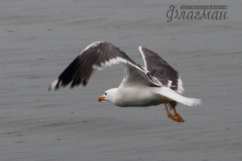 Берег весёлых Робинзонов 2017