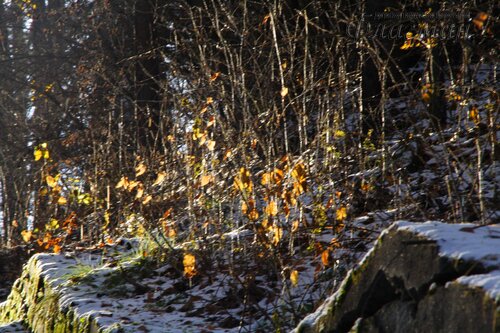 IMG_8575