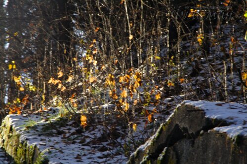 IMG_8576
