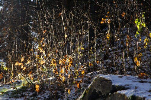 IMG_8577