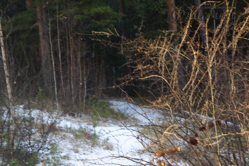 IMG_8585