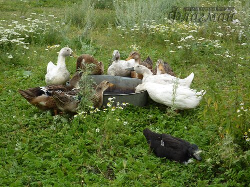 Берег весёлых Робинзонов 2018