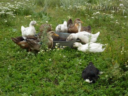 2018_07_19-08_02_BVR