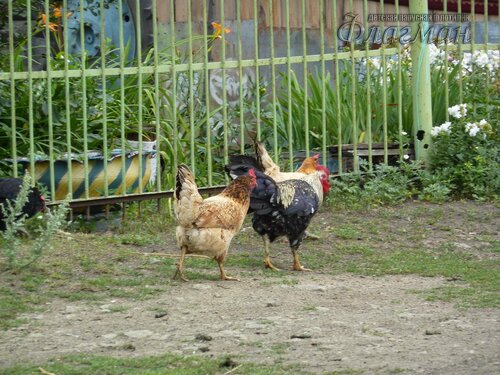 Берег весёлых Робинзонов 2018