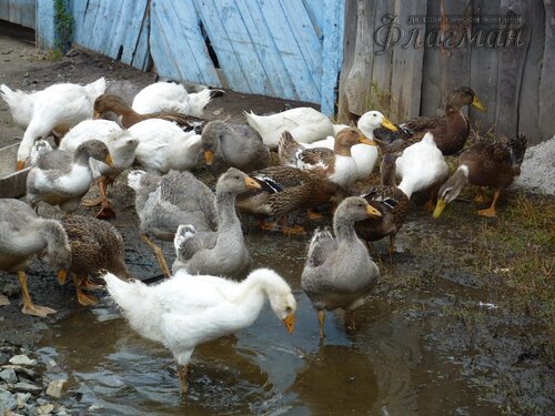 Берег весёлых Робинзонов 2018