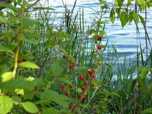 Берег весёлых Робинзонов 2018