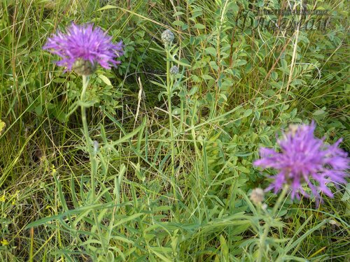 Берег весёлых Робинзонов 2018