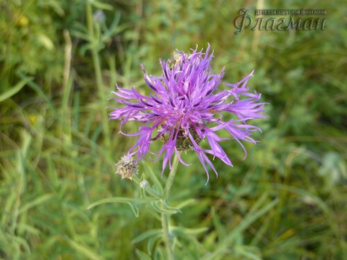 Берег весёлых Робинзонов 2018