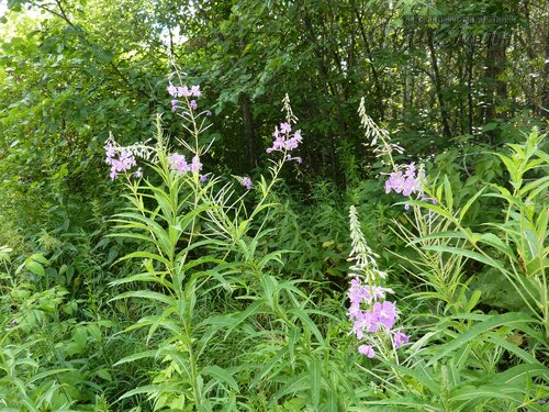 Берег весёлых Робинзонов 2018