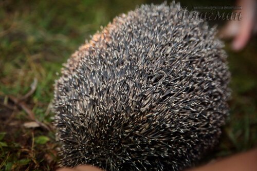Берег весёлых Робинзонов 2018