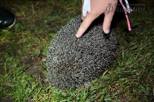 Берег весёлых Робинзонов 2018