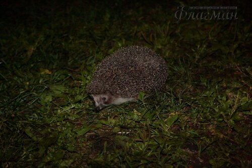 Берег весёлых Робинзонов 2018