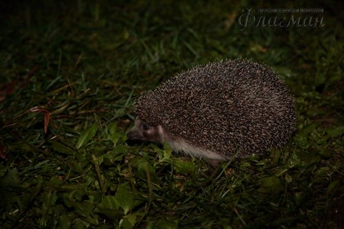 Берег весёлых Робинзонов 2018
