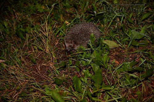 Берег весёлых Робинзонов 2018