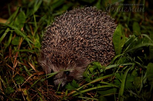 Берег весёлых Робинзонов 2018