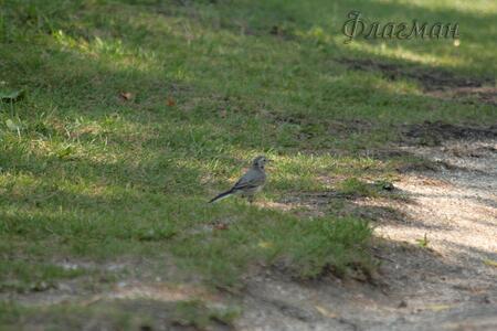 Дедюхина ТК
