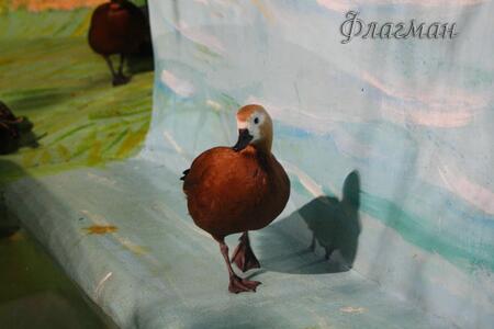 Плотникова