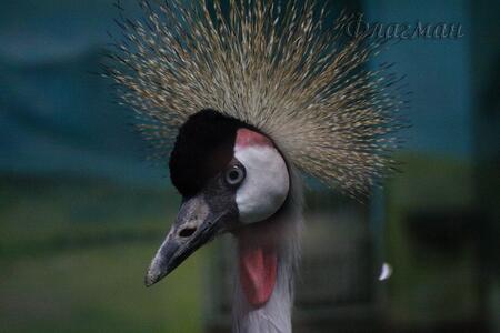 Плотникова