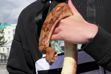 Артём Гринив