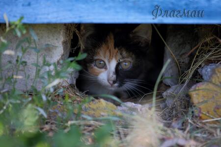 Котики