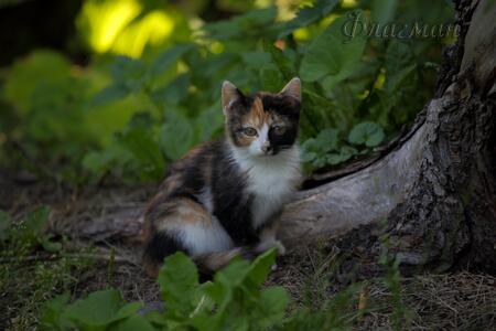 Котики