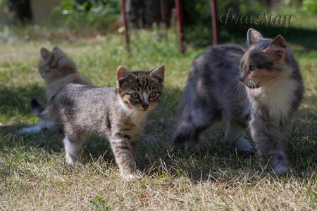 Котики