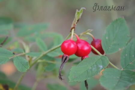Нина Горбатовская