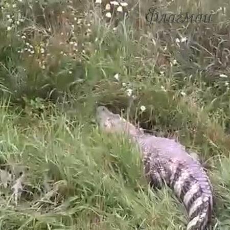 VIDEO0005