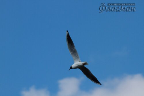 IMG_7960_r